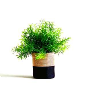 indoor plant secculant